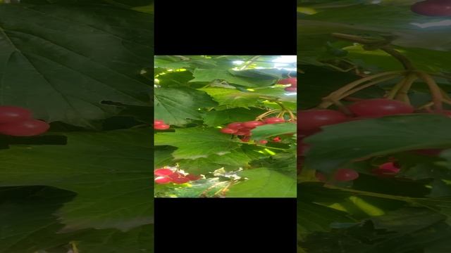 video-9d649e302e4b9ed38327c04f3d17f09e-V.mp4 смотреть онлайн