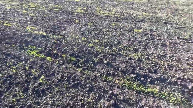 всходы ярового ячменя июнь 2022 спустя 30 дней после посева смотреть онлайн