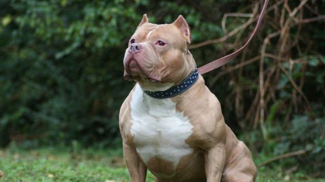 АМЕРИКАНСКИЙ БУЛЛИ Плюсы и минусы AMERICAN BULLY advantages and disadvantages ! смотреть онлайн