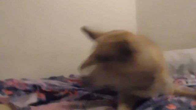Making A New Friend For My Dogs смотреть онлайн