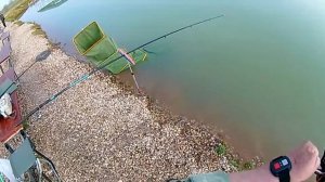 ловля осетра и карпа на платном водоеме.