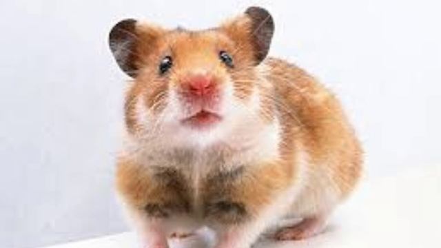 Основные виды хомяков / Виды, окрасы, питание и тд / Nastya PETS смотреть онлайн