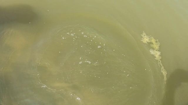 Запускаем ТРОФЕИ С РЫБАЛКИ в пруд смотреть онлайн