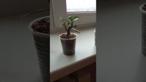 Первая обрезка адениума