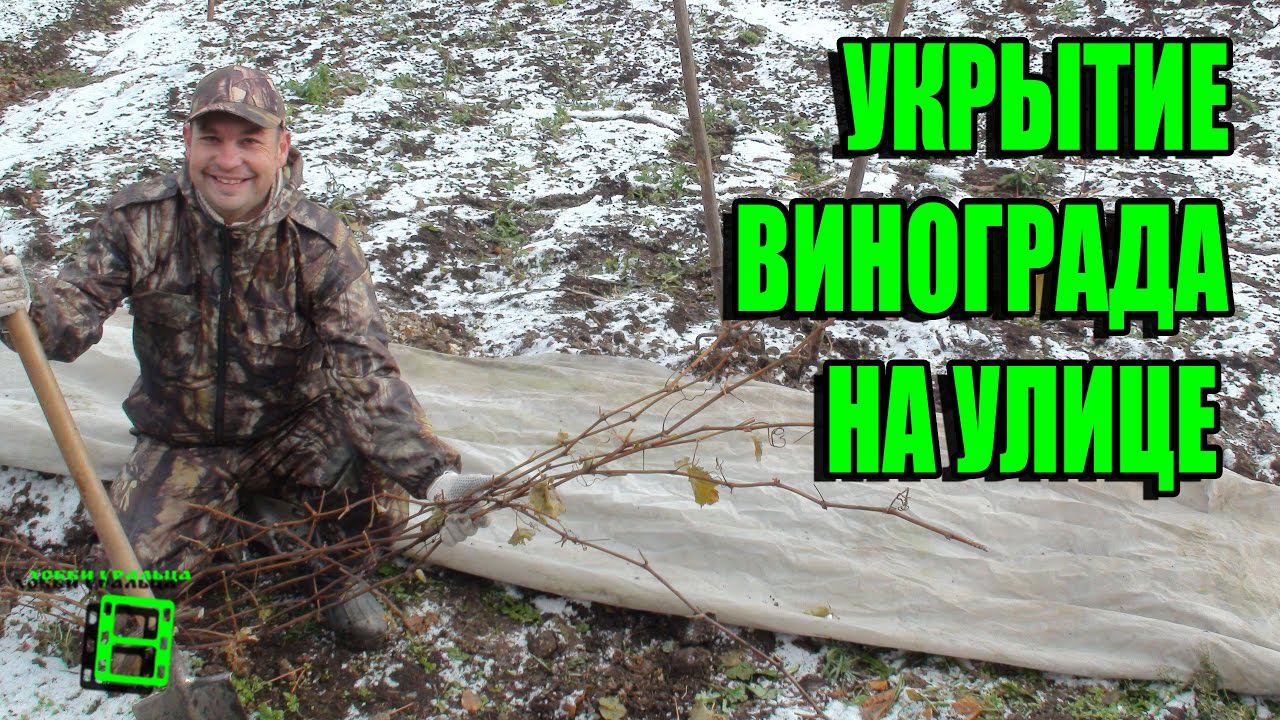 УКРЫТИЕ ВИНОГРАДА НА УЛИЦЕ САМЫЙ ПРОСТОЙ И НАДЕЖНЫЙ СПОСОБ. ПОДГОТОВКА ВИНОГРАДНИКА К ЗИМЕ смотреть онлайн