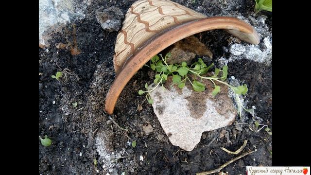 ??Обриета. Отвечаем на вопросы смотреть онлайн