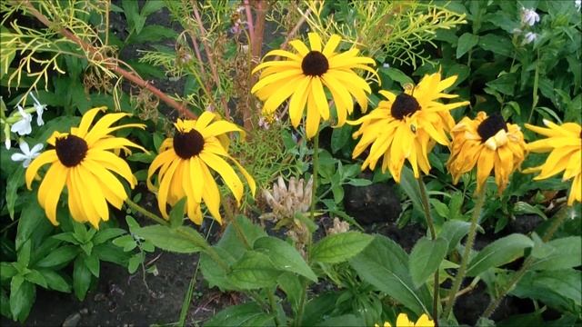 Эхинацея желтая смотреть онлайн