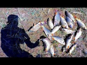 Рыбалка на сазана в большой луже. Ловля на макуху (жмых). Отличный клёв. Рыбалка на мотоцикле.