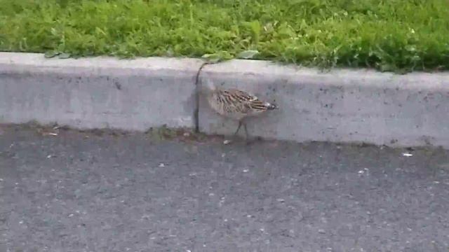 Бекас (?) в городской черте, в парке. смотреть онлайн