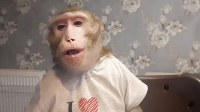 Мастер класс по обезьяньему этикету #monkey #макака #macaque #домашняяобезьяна смотреть онлайн