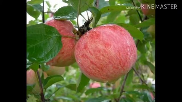 РЕЦЕПТ САМОЙ ВКУСНОЙ ШАРЛОТКИ?? смотреть онлайн