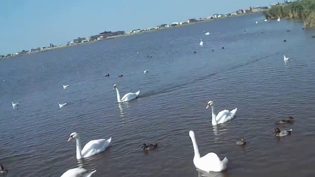 Дикие лебеди под Евпаторией! смотреть онлайн