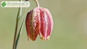 Посадка рябчиков или фритиллярии – почва и процесс; размножение и хранение рябчиков