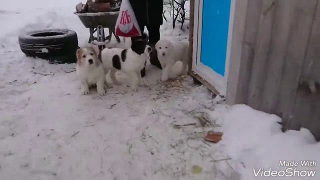 ПРОДАЮТСЯ!! Щенки Среднеазиатской овчарки! смотреть онлайн