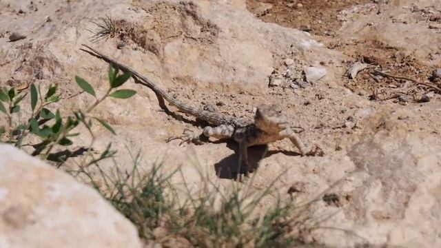 Агама (Лаудакия) гималайская. Палеонтологическая экспедиция в горах Сары-Тоо. Баткенской области. смотреть онлайн