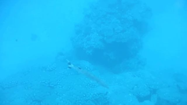 Большая барракуда (great Barracuda).Großer Barrakuda (Sphyraena Barracuda)DSCF0314