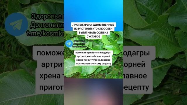 листья хрена единственные кто способен вытягивать соль из суставов #народнаямедицина #здоровье #зож смотреть онлайн