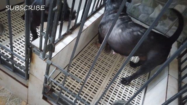 COAT & SKIN PROBLEM HOME REMEDY/TREATMENT FOR YOUR AMERICAN BULLY DOG | DON RAIDER VLOG 26 смотреть онлайн