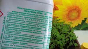 ЧЕМ ПОДКОРМИТЬ РАССАДУ? ЖИДКОЕ УДОБРЕНИЕ  ГУМИ КУЗНЕЦОВА. Ольга Чернова.