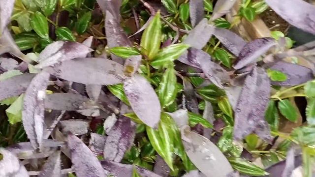 Purple 💜 heart vs Wandering Jew смотреть онлайн