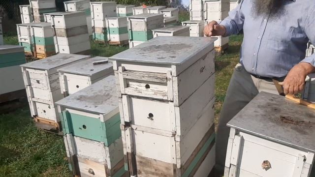 Метод Стоянова. Пасека на 145-ую рамку, сформирована и покои до весны... смотреть онлайн