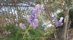 Витекс Священный. Лечебный и декоративный кустарник