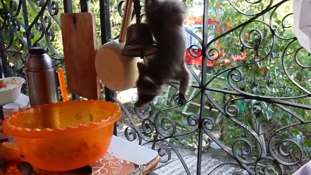 Енот учится лазить смотреть онлайн