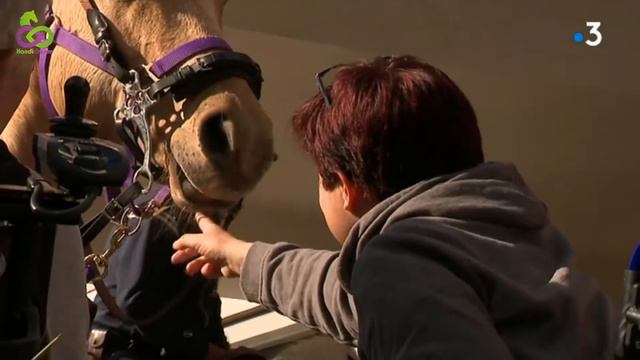 VU sur FRANCE 3 - Polyclinique Kenval- Gard - Handidream смотреть онлайн