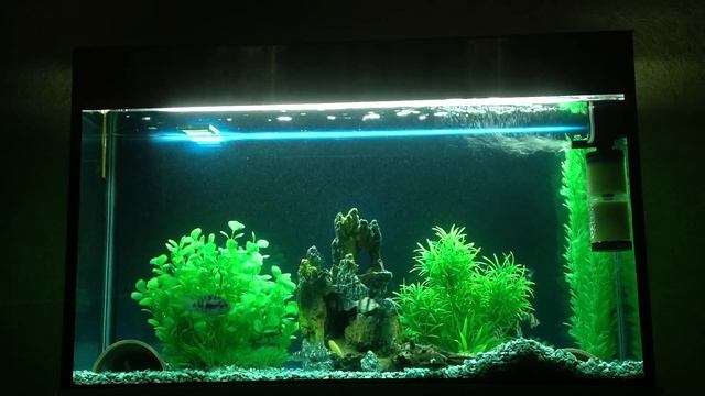 Аквариум с цихлидами на 150 литров смотреть онлайн