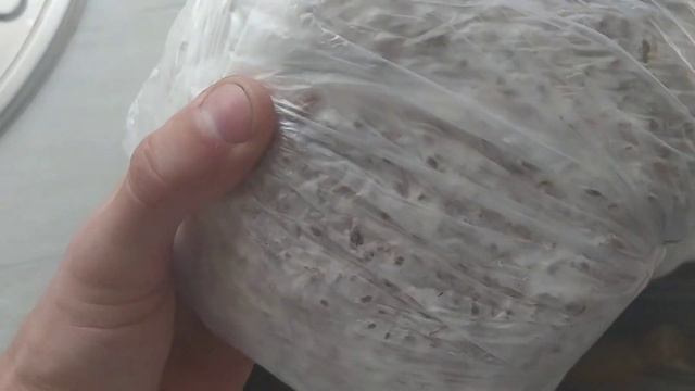 Выращивание мицелия вешенки, в нестерильных условиях смотреть онлайн