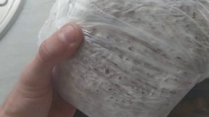 Выращивание мицелия вешенки,  в нестерильных условиях