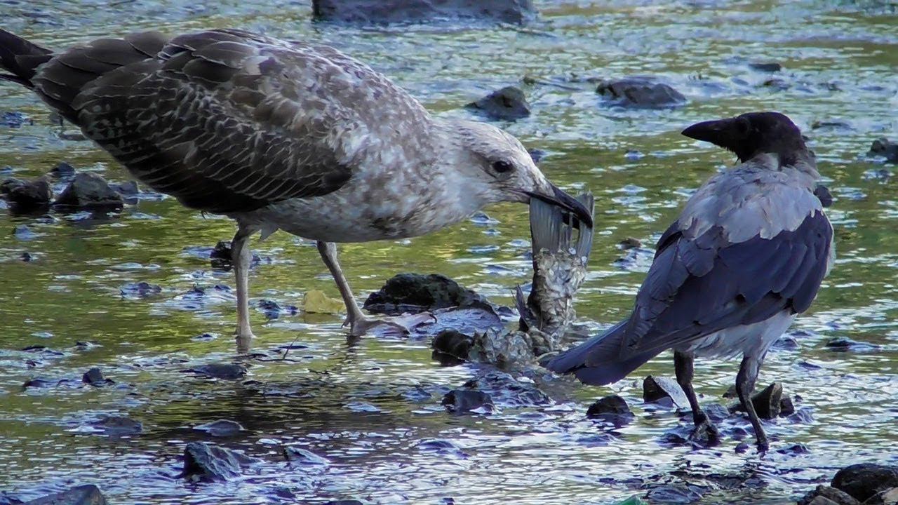 Средиземноморская чайка и надоедливая Серая ворона смотреть онлайн