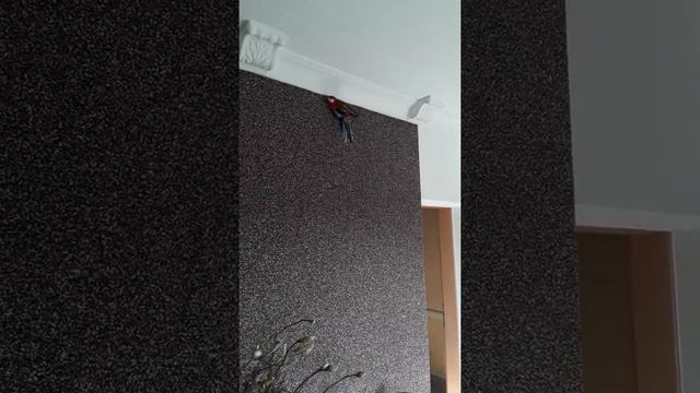 Томаты . 7 день после посева. смотреть онлайн