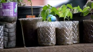 Video Nikon D3100 55-300mm Zoom Lens Part 2