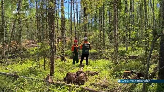 09.06.2021 Группа ИЛИМ продолжает проект лесных рубок ухода смотреть онлайн