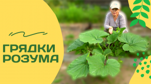 Грядки Розума 2021. Стоит ли заморачиваться?