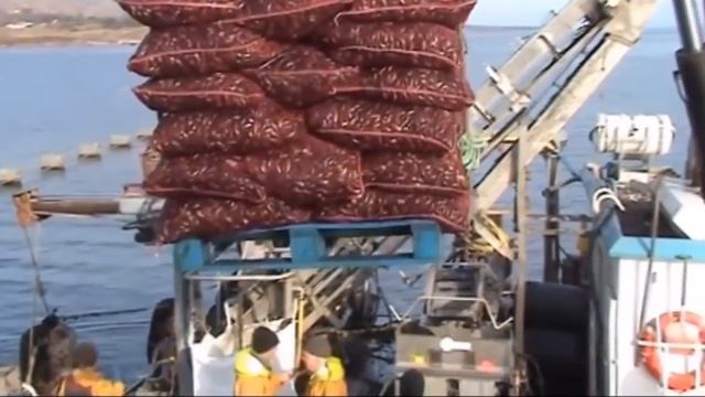 How To Harvest Oyster And Mussels ? - Oyster And Mussels Farming & Harvesting & Processing