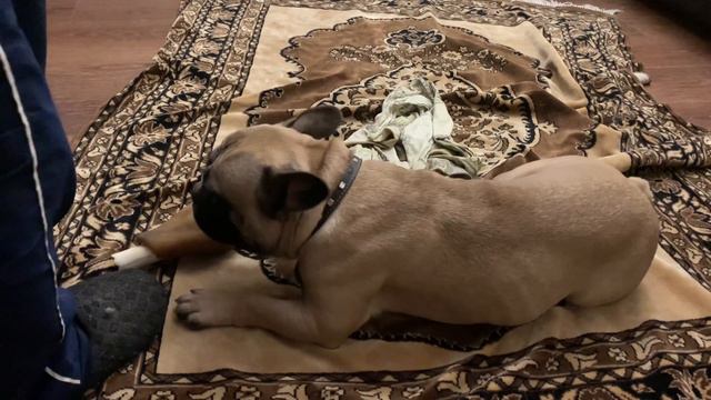 ЖАДНЫЙ ФРАНЦУЗСКИЙ БУЛЬДОГ. Гоша охраняет кость. смотреть онлайн