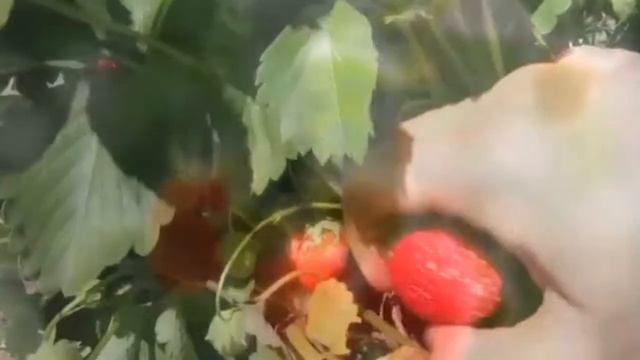 ООО Геосстрой Агроматериалы для теплиц, парников и грядок смотреть онлайн