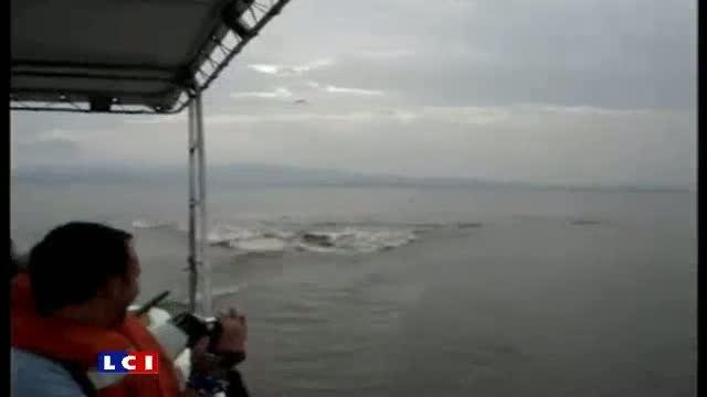 Quand des hippopotames chargent des touristes смотреть онлайн