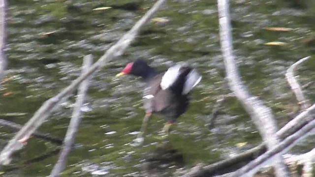 камышница смотреть онлайн