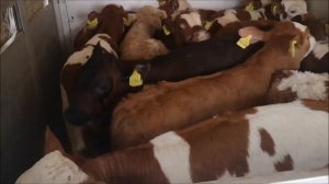 бычки сементал телята