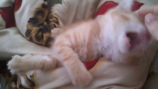 Милый, няшный, кот домашний)