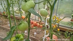 Томат Микадо розовый