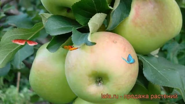 Яблоня обыкновенная Богатырь (malus bogatyr) ? Богатырь обзор: как сажать, саженцы яблони Богатырь смотреть онлайн