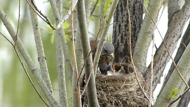 Дрозд рябинник кормит птенцов.