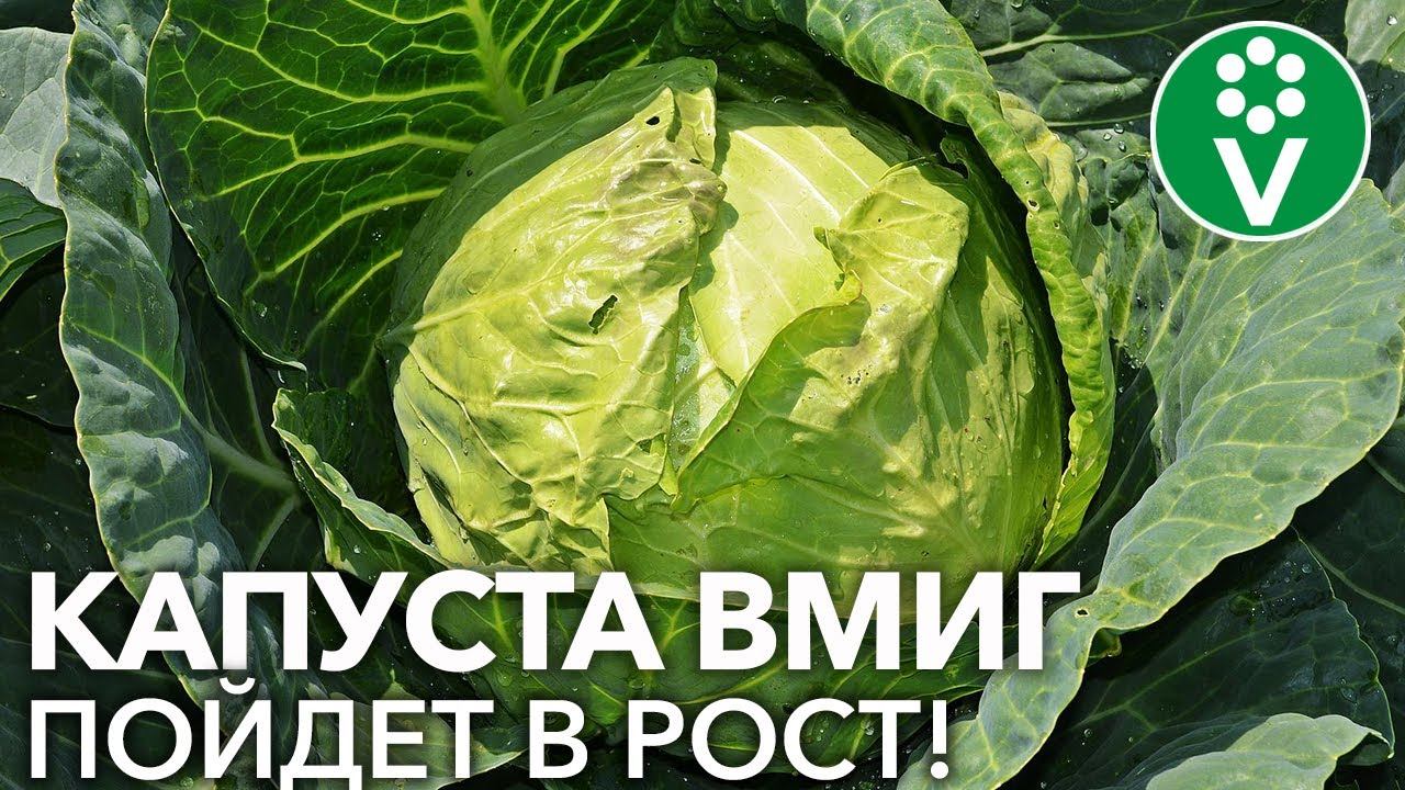 ПОСЛЕ ЭТОГО КАПУСТА НАЧНЕТ РАСТИ КАК НА ДРОЖЖАХ! Особенности подкормки белокочанной капусты смотреть онлайн