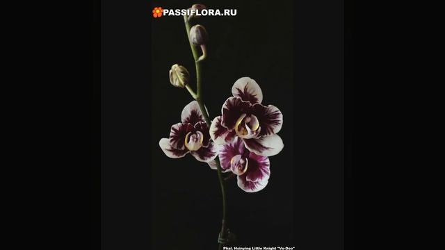 Hsinying Little Knight Vo Doo смотреть онлайн