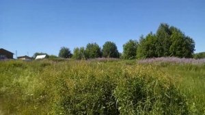 Березовый сок, березовые веники для бани и дрова в зиму.