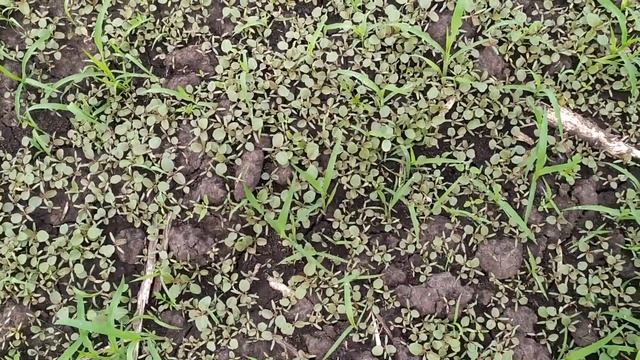 Cпасаю подсолнух от сорняков щерицы. Форсунки ECOjet, гербицид Сальса и ливневые дожди... смотреть онлайн